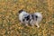 Cute blue merle shetland collie is walking in the autumn park. Pet animals