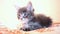 Cute blue tabby color Maine coon kitten licks paw. 1920x1080. hd
