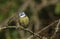 A cute Blue Tit, Cyanistes caeruleus, perched on a branch of a Hawthorn tree.