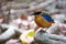 Cute Blue-Winged pitta