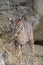 Cute bobcat playing with sage grass