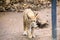 Cute Bobcat walking in a garden with sad face