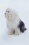 Cute bobtail sheepdog is sitting on a white snow in the winter park. Pet animals.