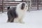 Cute bobtail sheepdog is standing on a white snow in the winter park. Pet animals.