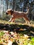 cute Boerboel puppy in the forest