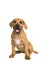 Cute boerboel or South African mastiff puppy sitting and facing the camera