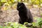 Cute bombay black cat outdoors