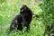 Cute bombay black cat outdoors in garden in nature