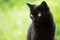 Cute bombay black cat portrait with copyspace. Ð¡at is looking in the left