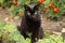 Cute bombay black cat with yellow eyes sits in garden with flowers