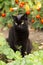 Cute bombay black sad cat in garden with flowers. Outdoors, nature