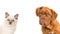 Cute bordeaux dog and rag doll baby cat portrait