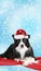 Cute border collie with christmas hat