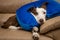 Cute Border Collie dog on a couch, wearing blue inflatable collar