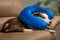 Cute Border Collie dog on a couch, wearing blue inflatable collar
