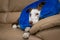 Cute Border Collie dog on a couch, wearing blue inflatable collar