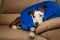 Cute Border Collie dog on a couch, wearing blue inflatable collar