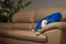 Cute Border Collie dog on a couch, wearing blue inflatable collar