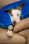 Cute Border Collie dog on a couch, wearing blue inflatable collar