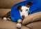 Cute Border Collie dog on a couch, wearing blue inflatable collar