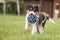 Cute Border collie dog puppy runs happily with a toy and plays