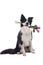 Cute border collie dog with roses in his mouth