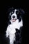 cute border collie dog sit. cool eyes . black background studio