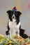 Cute border collie dog sitting in streamers