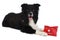 Cute border collie with first aid kit indoor