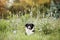 Cute border collie puppy