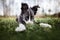 Cute border collie puppy hiding nose in grass, funny expression, lying down outdoors