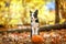Cute border collie puppy stays on pumpkin