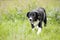 Cute border collie puppy walks