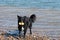 Cute Border Collie running in water at beach