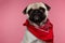 Cute bored pug dog sitting against pink background