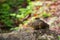 Cute Bornean mountain ground squirrel sitting on rock at Mount K