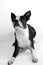 Cute Boston Terrier