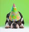 a cute boston terrier with a birthday hat on pouting on a green background