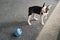 Cute Boston Terrier puppy looking at a rubber toy ball on the floor. Her distinctive ears can are pointing upwards