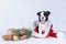 Cute Boston Terrier puppy in Santa hat and blue spruce branch decorated for Christmas