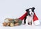 Cute Boston Terrier puppy in Santa hat and blue spruce branch decorated for Christmas