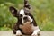 Cute boston terrier tilted head