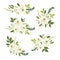 Cute botanical theme floral background with bouquets of hand drawn rustic white roses flowers and green leaves branches