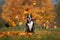 cute boxer dog posing outdoors in autumn with leaves falling around