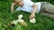 Cute boy 6-7 years old playing in the meadow with little chickens