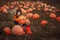 Cute boy picking out a pumpkin at pumpkin field at fall.