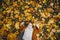 Cute boy walks and poses in a colorful autumn Park