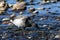 Cute Brant goose feeding along the shore