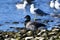 Cute Brant goose rest on lake Ontario