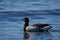 Cute Brant goose rest on lake Ontario